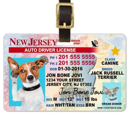 Pet License Dog Picture